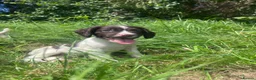 English Springer Spaniel dogs for sale: Gorgeous English Springer Spaniels  - Advert 9