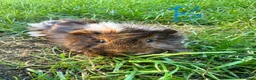 Guinea Pig rodents for sale: Male Guinea Pigs For Sale  - Advert 5