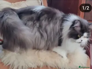 British Shorthair cats Champion Longhair girl (retired) - Advert 1