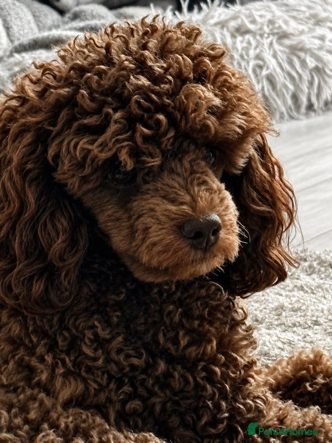 Toy Poodle dogs Toy poodle for stud Artificial insemination only  - Advert 11