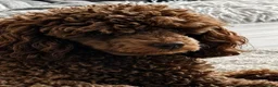 Toy Poodle dogs for stud: Toy poodle for stud Artificial insemination only  - Advert 1