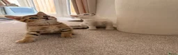 British Shorthair cats for sale: 2 adorable kittens  in Eastleigh - Advert 3
