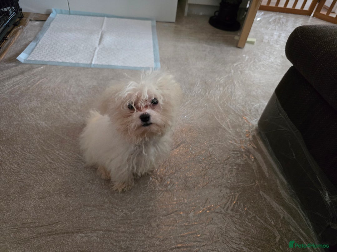 Bichon Frise dogs for sale: Bichon Frise Puppy Looking for a Loving Home - Image 8