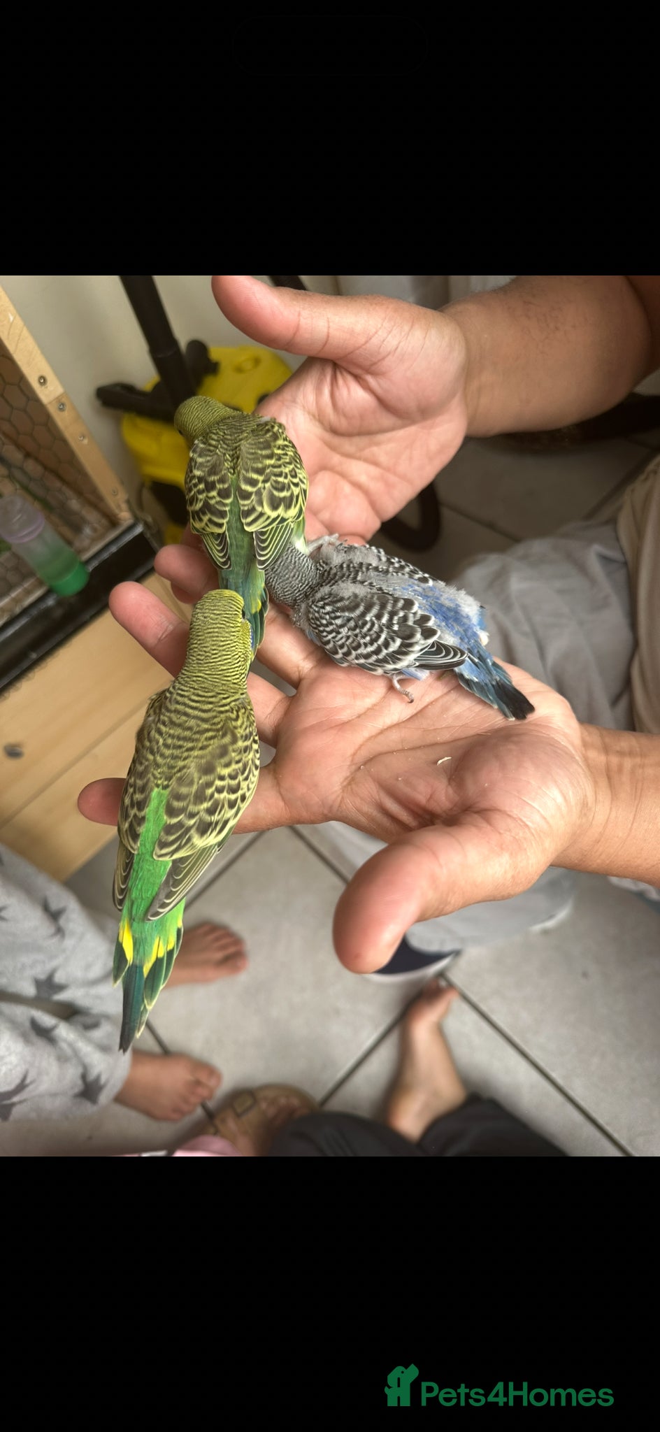 Budgerigars birds Lovely bonded pair and babies  - Advert 2