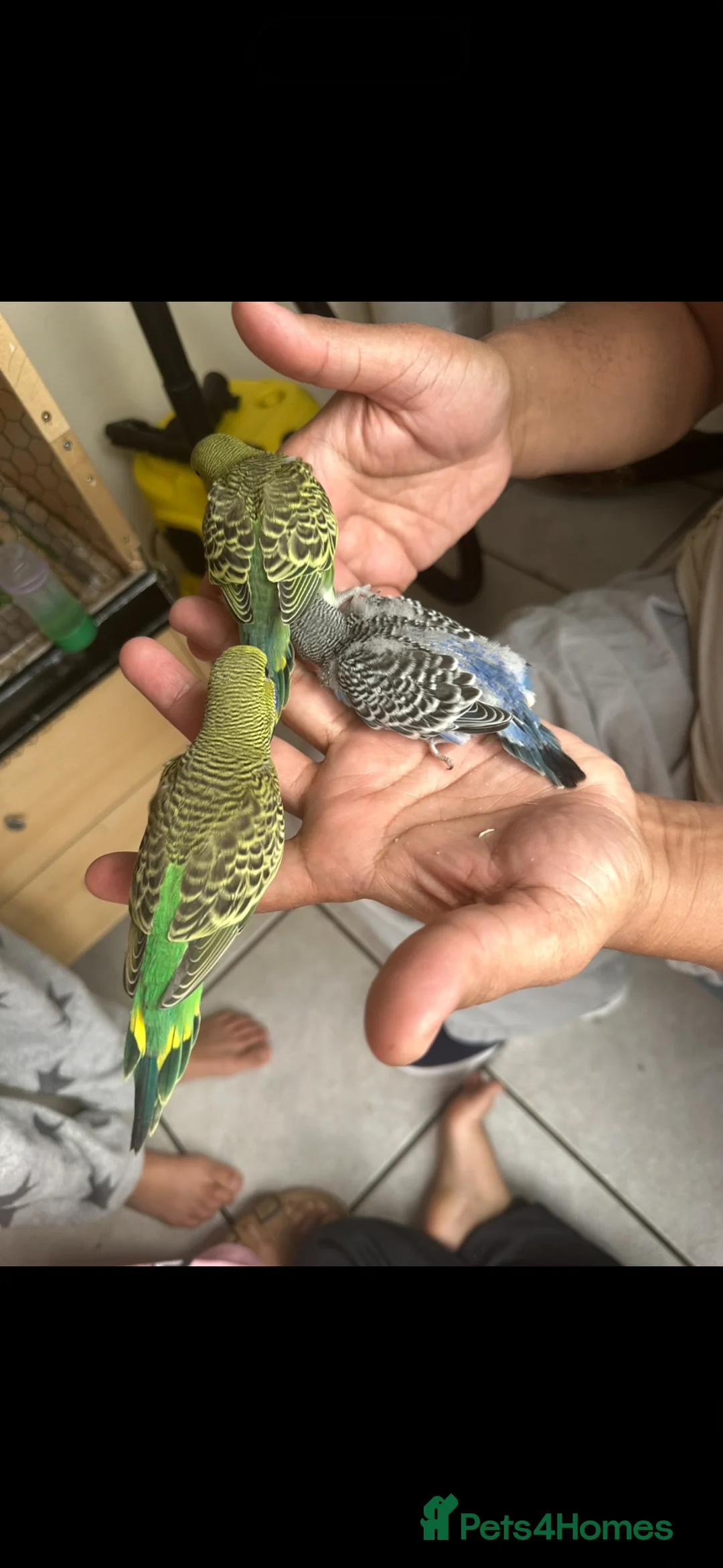 Budgerigars birds for sale: Lovely bonded pair and babies  - Advert 2
