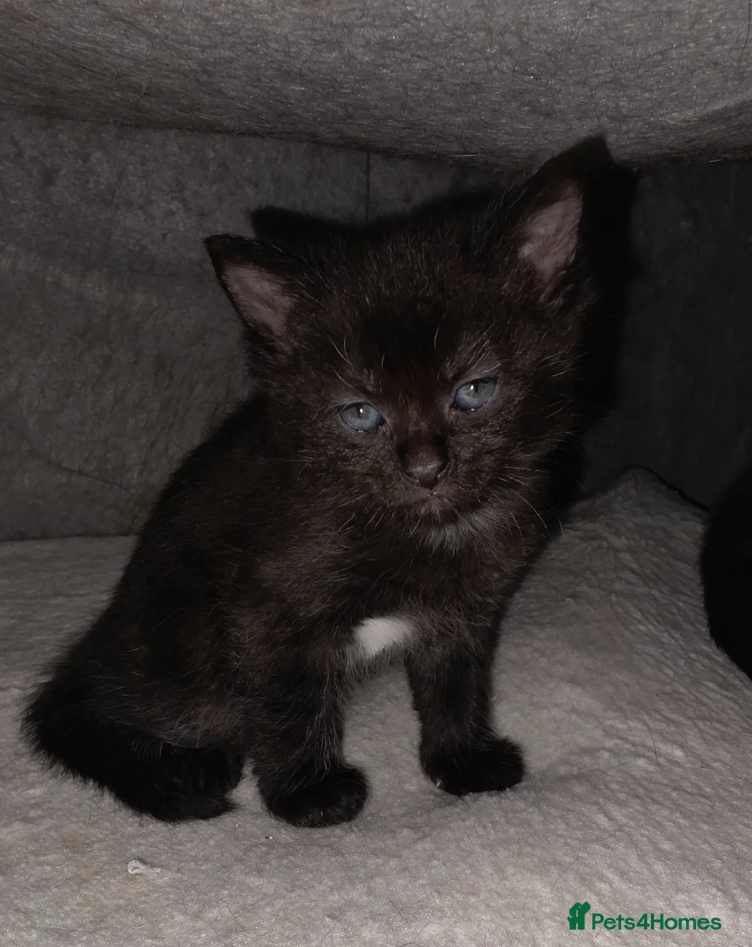 Mixed Breed cats for sale: 2 kittens left in litter - Advert 2