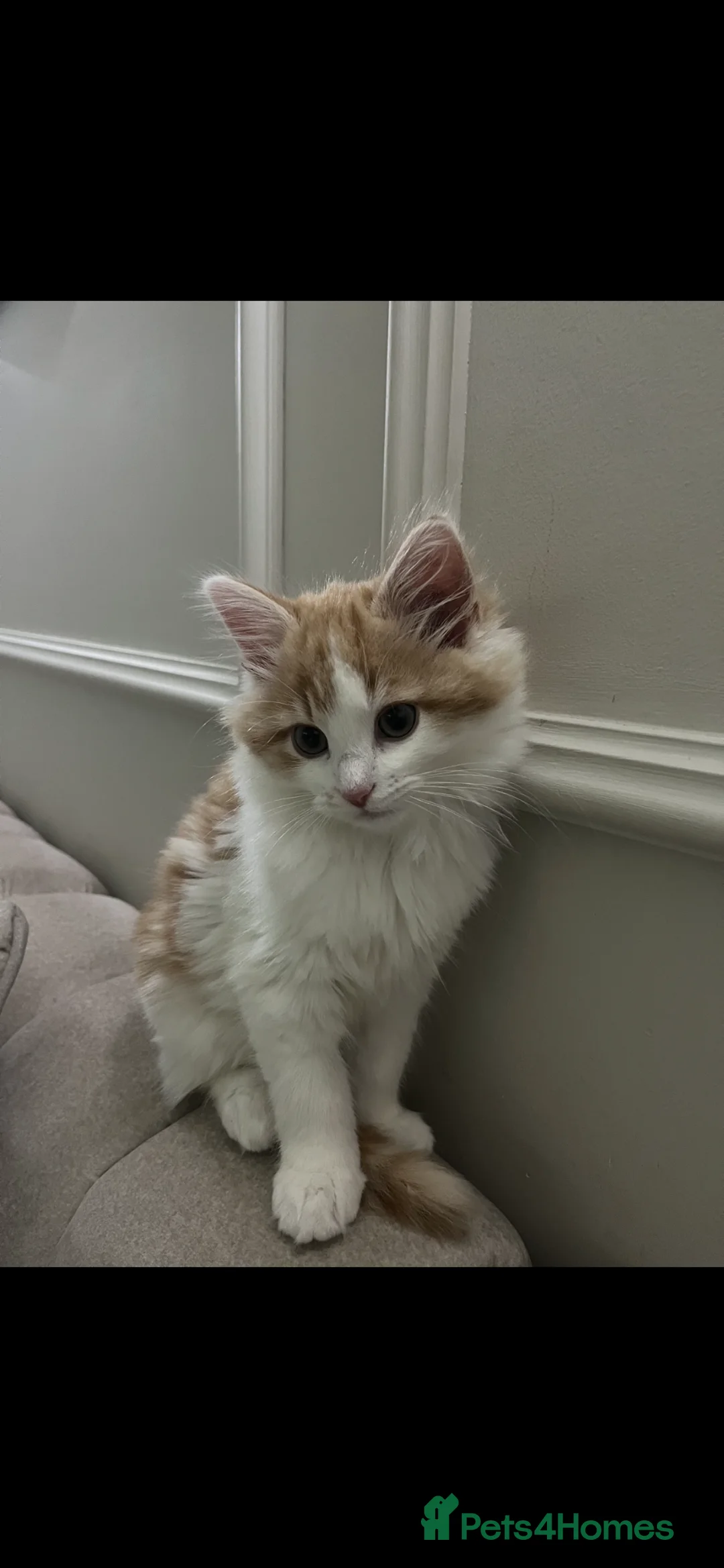 Mixed Breed cats for sale: Mixed breed - Advert 2