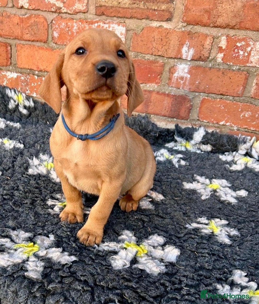 Mixed Breed dogs for sale: Stunning quality Vizslador puppies  - Advert 20
