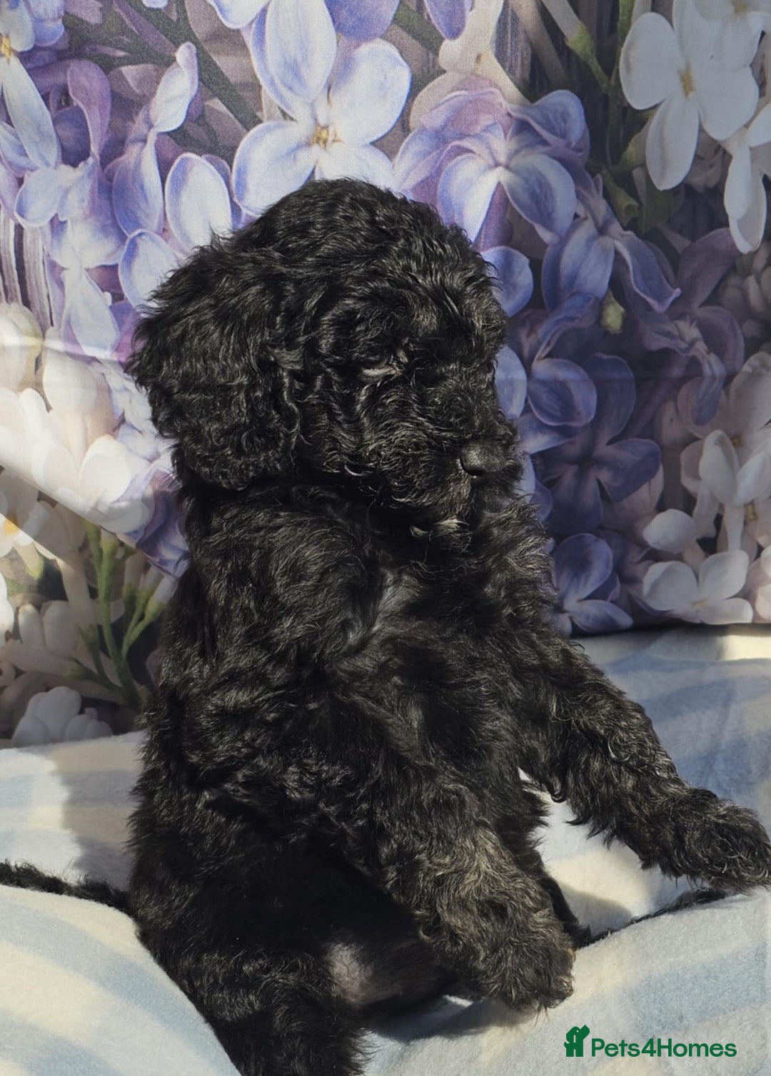 Cockapoo dogs for sale: sable & phantom & tri colour cockapoo puppies  - Image 17