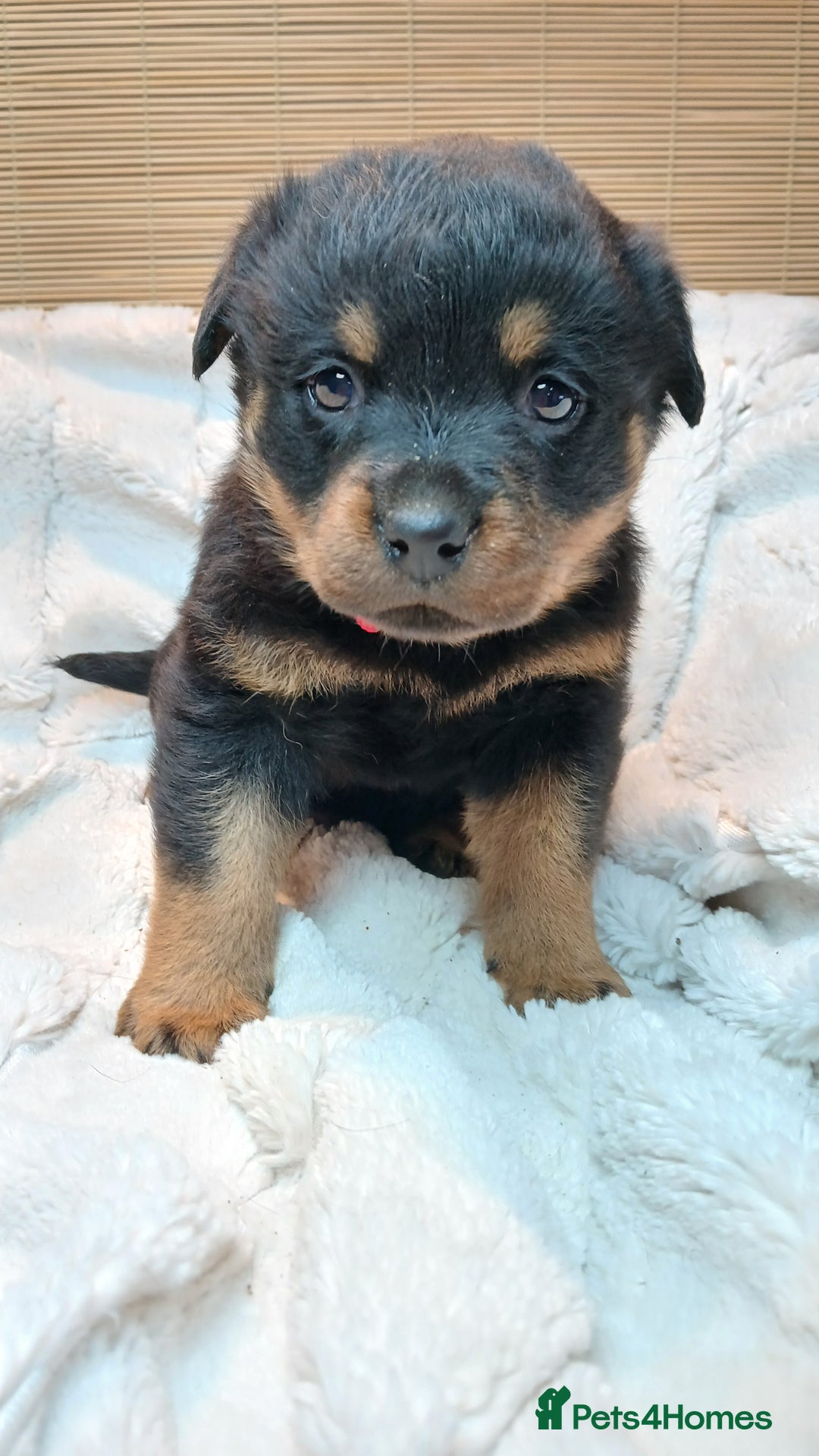 Rottweiler dogs for sale: Rottweiler Puppies for Sale - Advert 6