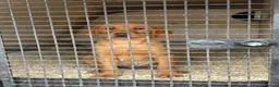 Labrador Retriever dogs for sale: Puppy for sale - Advert 5
