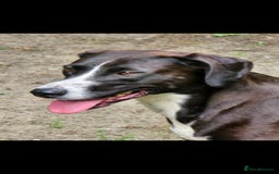 Mixed Breed dogs for sale: For adoption - Image 2