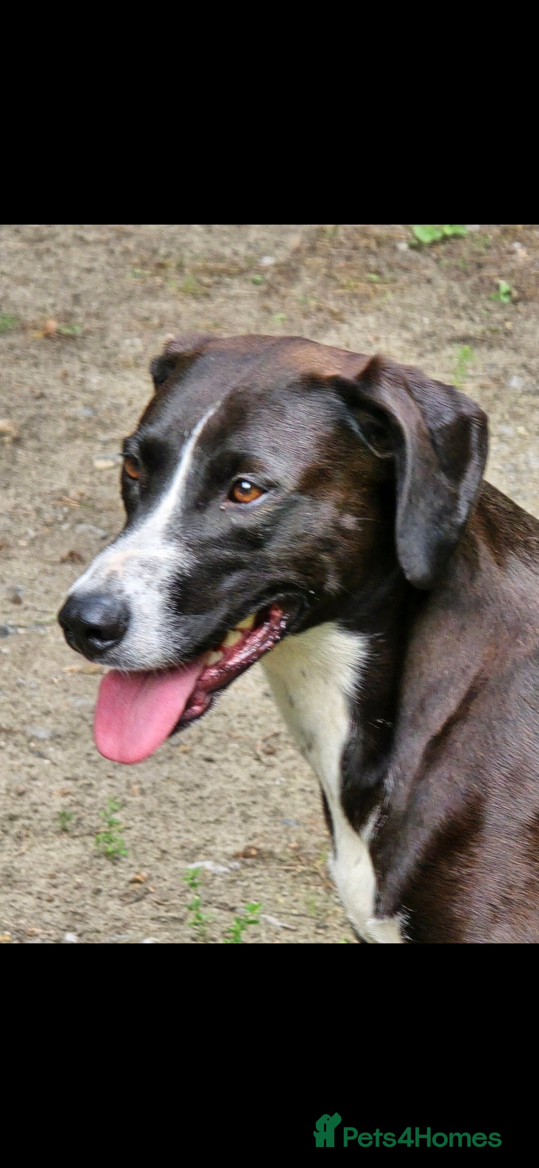 Mixed Breed dogs for sale: For adoption - Image 2