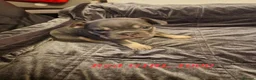 French Bulldog dogs for sale: French bulldog  in Smethwick - Advert 9