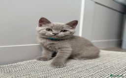 British Shorthair cats for sale: GCCF registered British shorthair kittens - Image 2