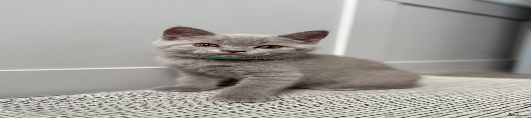 British Shorthair Kitten 1