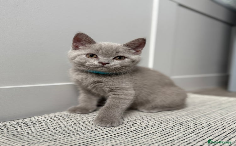 British Shorthair cats - Advert 5