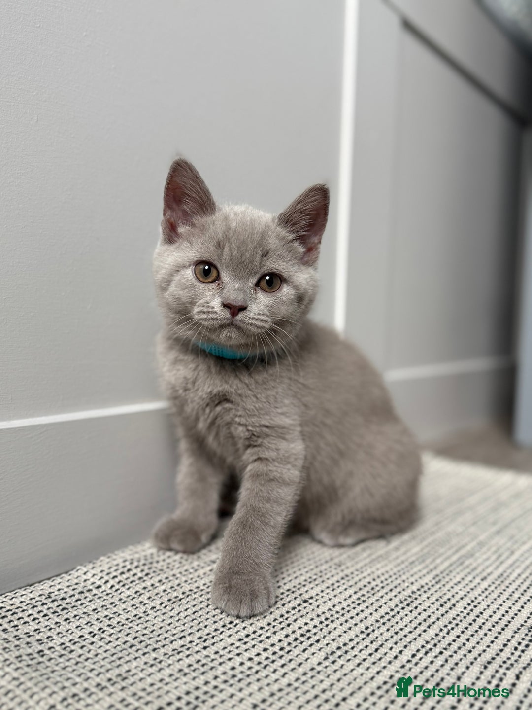 British Shorthair cats for sale: GCCF registered British shorthair kittens - Image 2