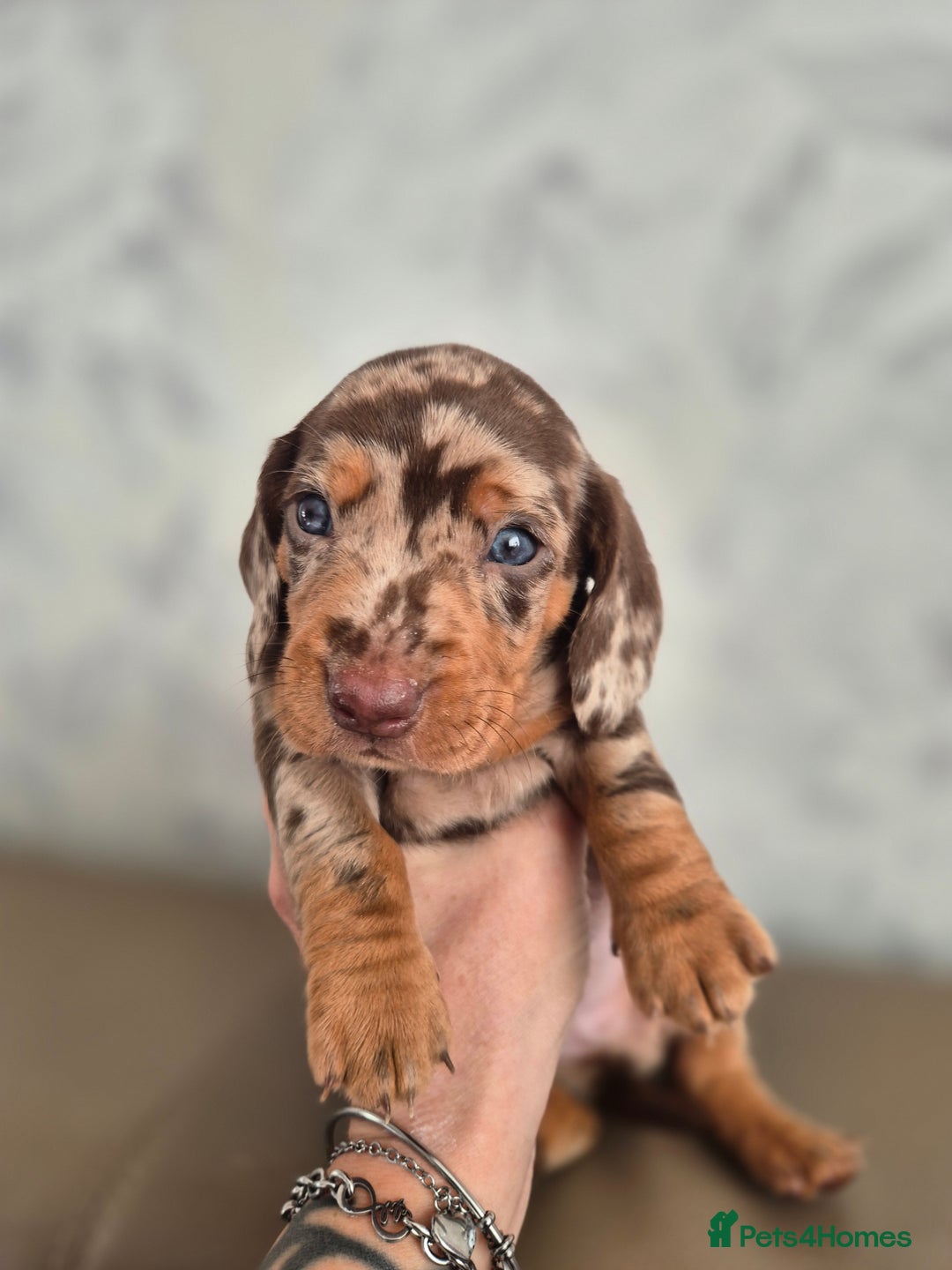 Dachshund dogs for sale: Miniature dachshund puppies PRA CLR - Image 38