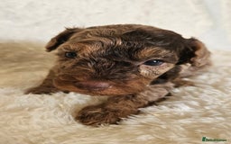Toy Poodle dogs for sale: Toy poodle puppies  - Image 5