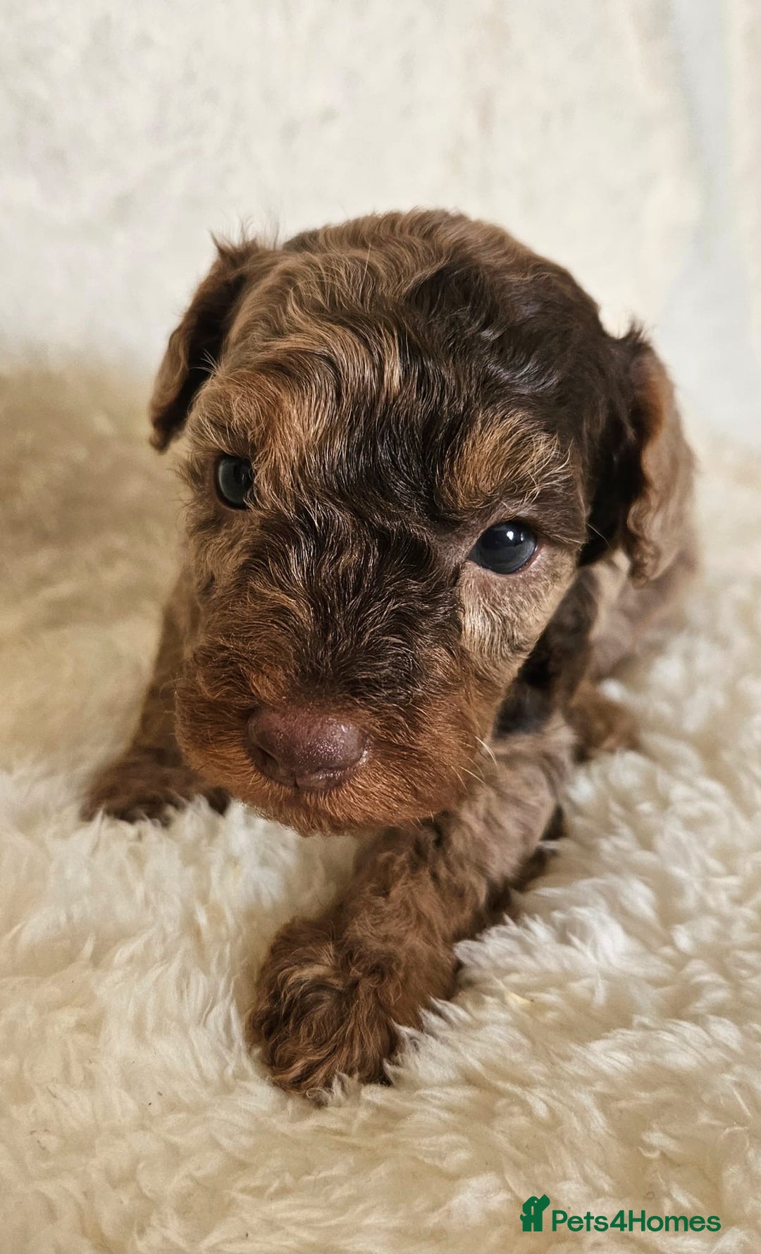 Toy Poodle dogs for sale: Toy poodle puppies  - Image 5