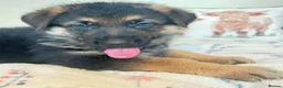 German Shepherd dogs for sale: German sheperd puppies Champion line - Advert 28
