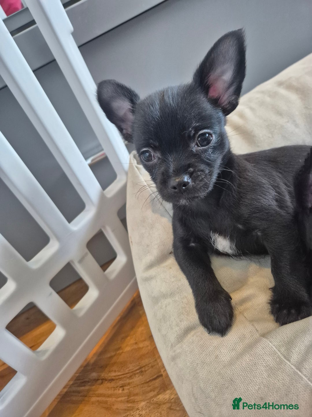 Chihuahua dogs for sale: 3 beautiful tiny pure breed chihuahua  - Advert 20