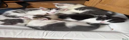 Mixed Breed cats for sale: Stunning kittens!  - Advert 3