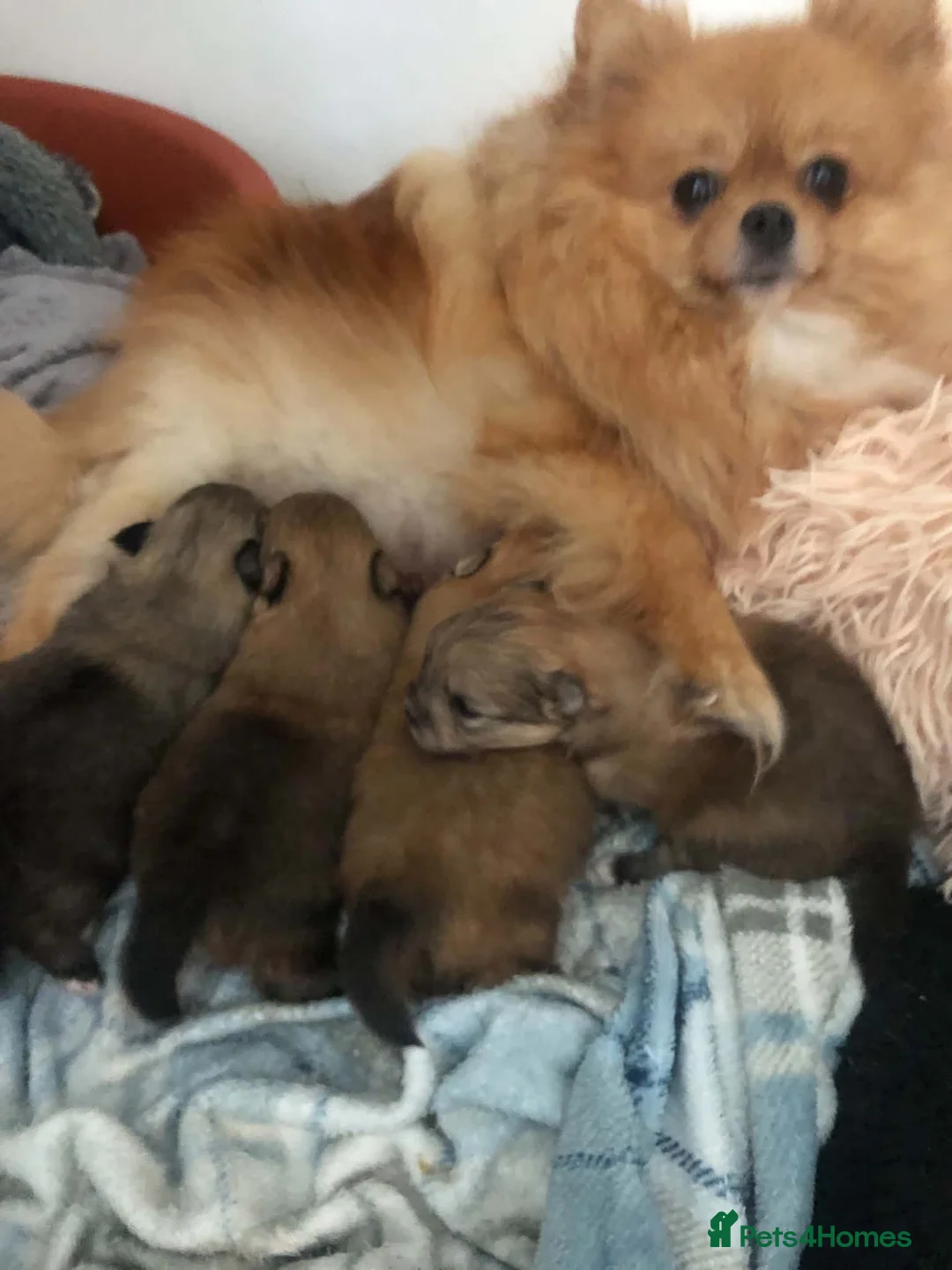 Pomeranian dogs for sale: Teddy Pom's in Barnsley - Advert 2