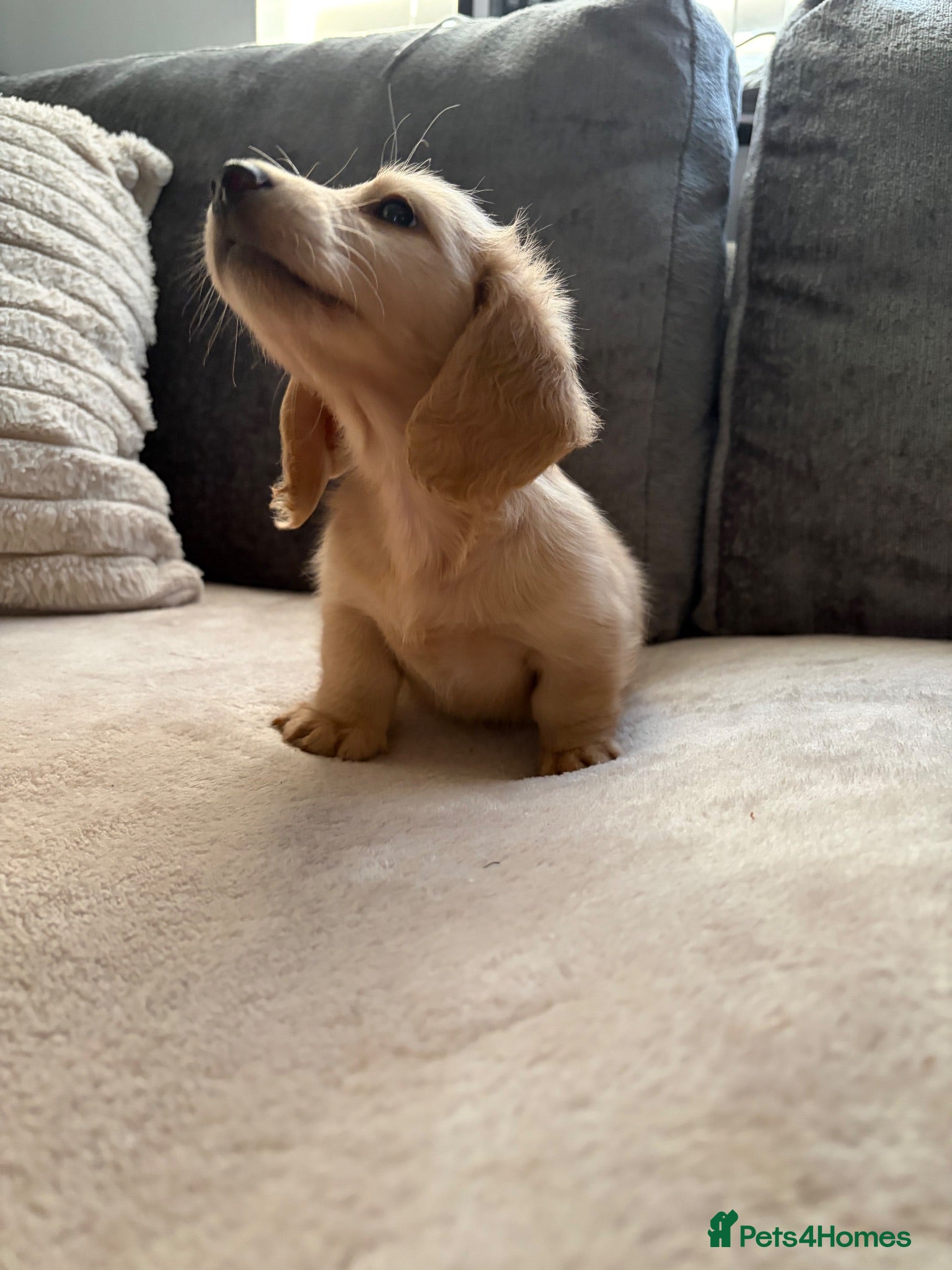 Miniature Dachshund dogs Cream Longhair Miniature Dachshund  - Advert 2