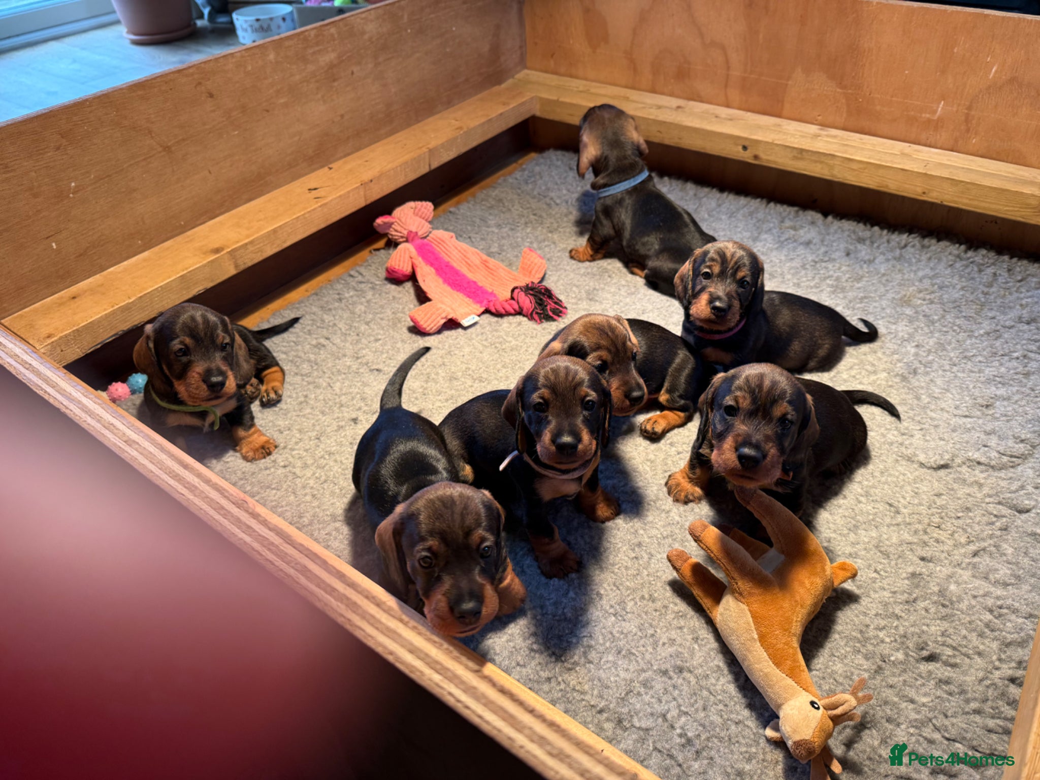 Dachshund dogs Working bred KC registered teckel puppies - Advert 2