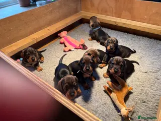 Dachshund dogs Working bred KC registered teckel puppies - Advert 2