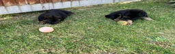 German Shepherd dogs for sale: 🐾🐶 GERMAN SHEPHERD PUPPIES FOR SALE 🐶🐾 in King's Lynn - Advert 7