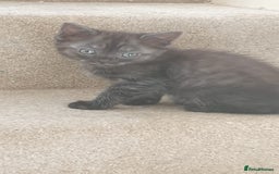 Ragdoll cats for sale: Ragdoll x tortoise shell kittens - Image 17