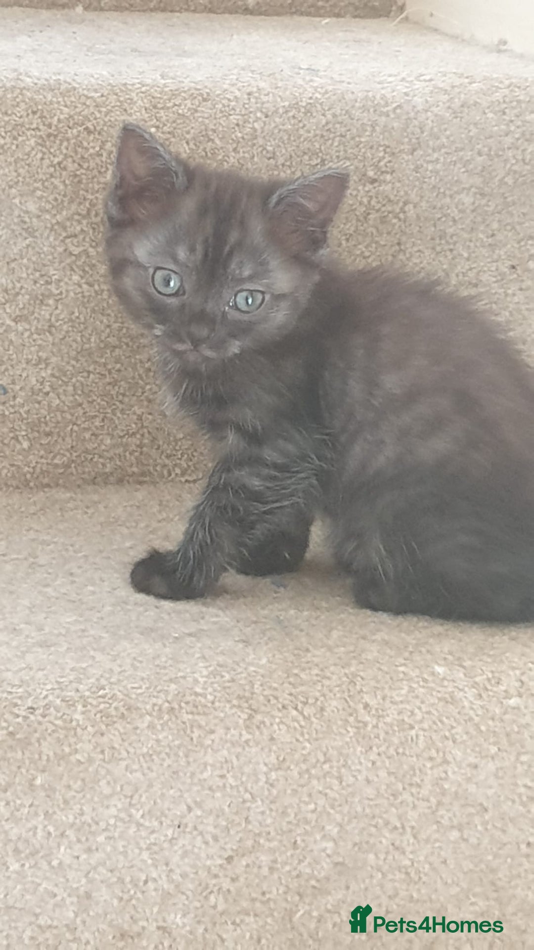 Ragdoll cats for sale: Ragdoll x tortoise shell kittens - Image 17
