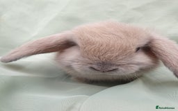 Mini Lop rabbits for sale: Spayed and neutered rabbits for adoption - Image 19
