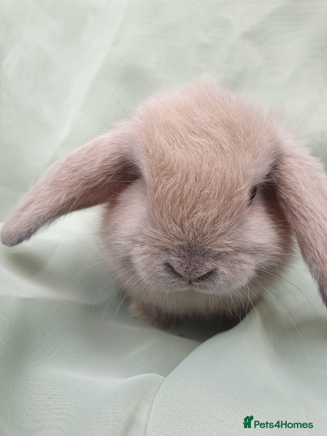 Mini Lop rabbits for sale: Spayed and neutered rabbits for adoption - Image 19