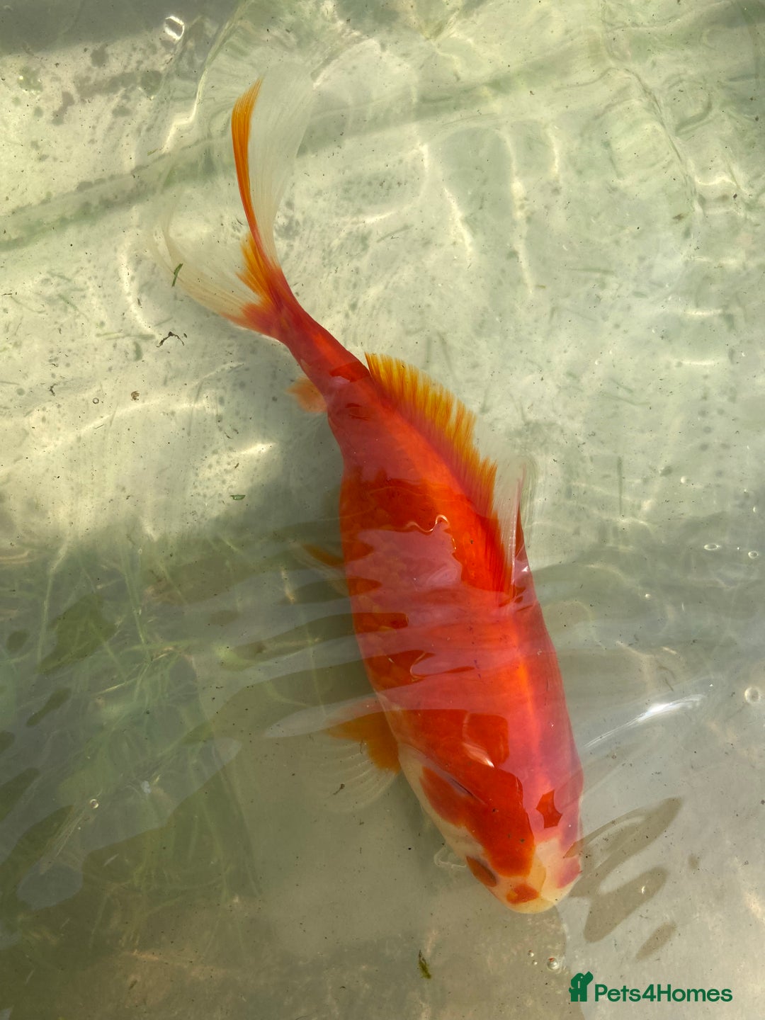 Goldfish fish for sale: Goldfish  - Advert 3