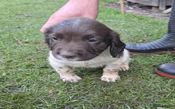 English Springer Spaniel dogs for sale: Pedigree KC registered English Springer boys.  - Image 4