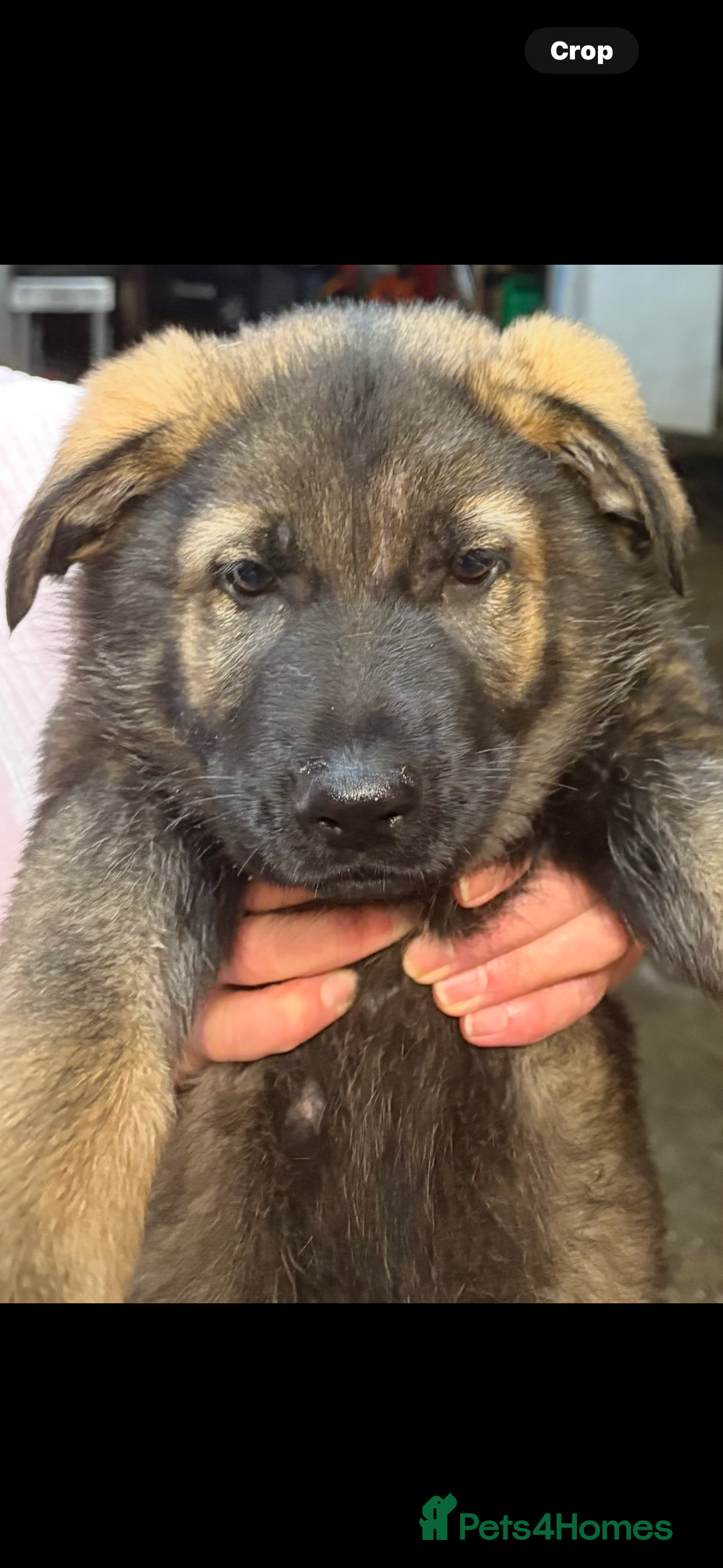 German Shepherd dogs 10 PURE germ shepherd puppies ENFIELD - Advert 2