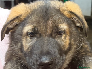 German Shepherd dogs 10 PURE germ shepherd puppies ENFIELD - Advert 2