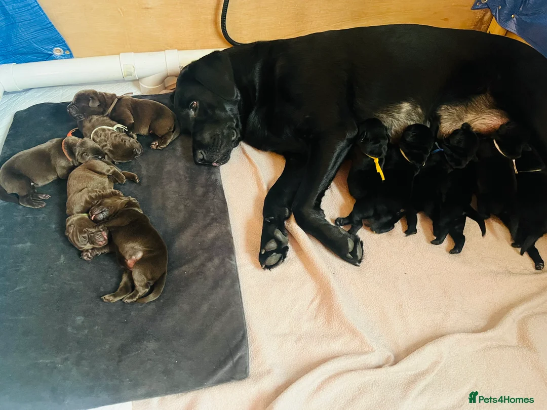 Labrador Retriever dogs for sale: Black Labrador male pup - Advert 7