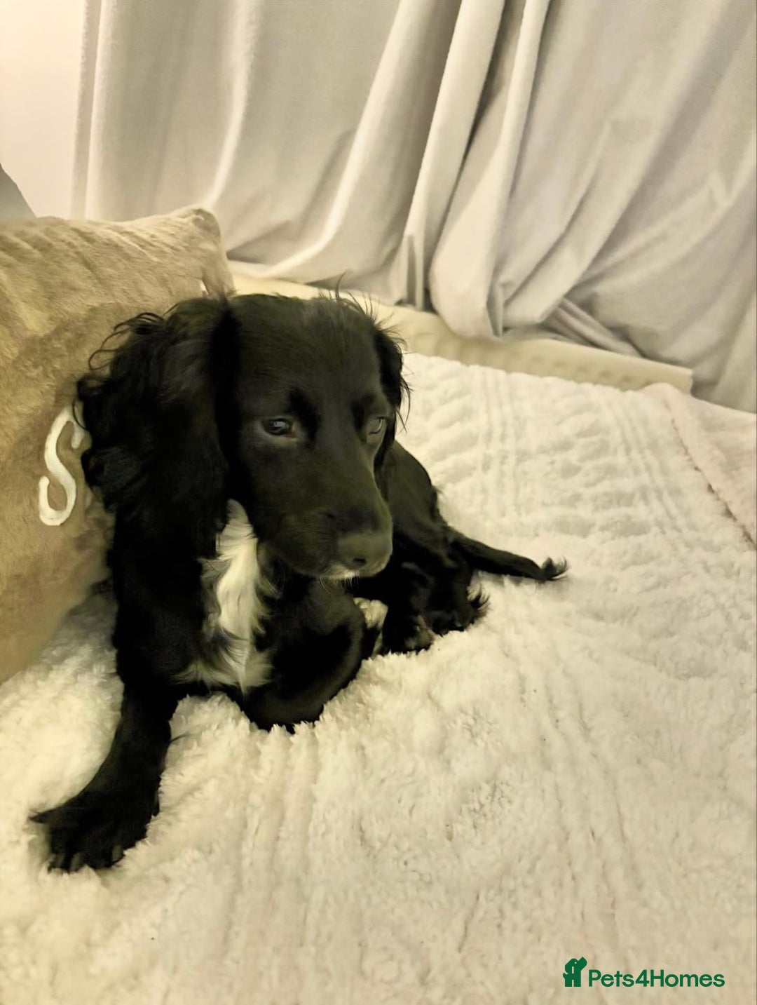 Cocker Spaniel dogs for sale: 2 year old cocker spaniel - Advert 1