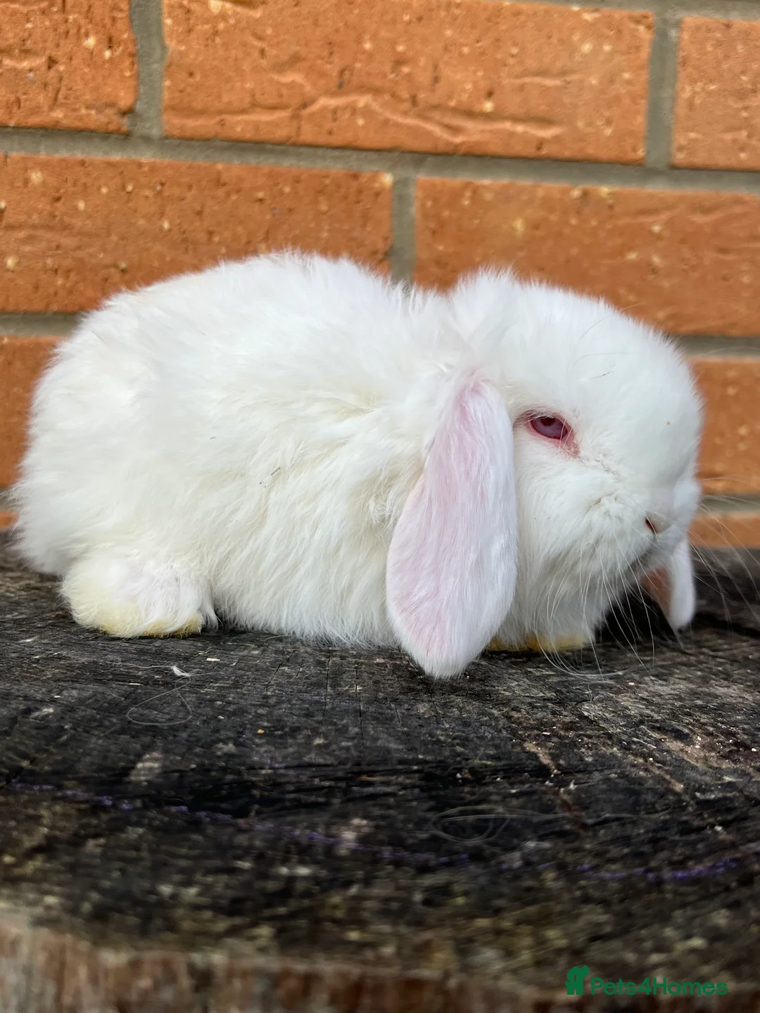 French Lop rabbits for sale: French Lops from Lincolnshire Lops - Advert 5