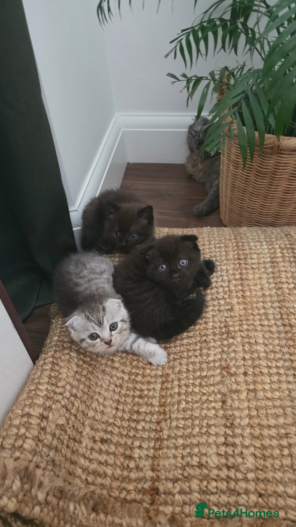 Scottish Fold cats 3 Scottish fold type kittens  - Advert 5