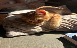 Domestic Shorthair cats for sale: 2 boys left  - Image 4