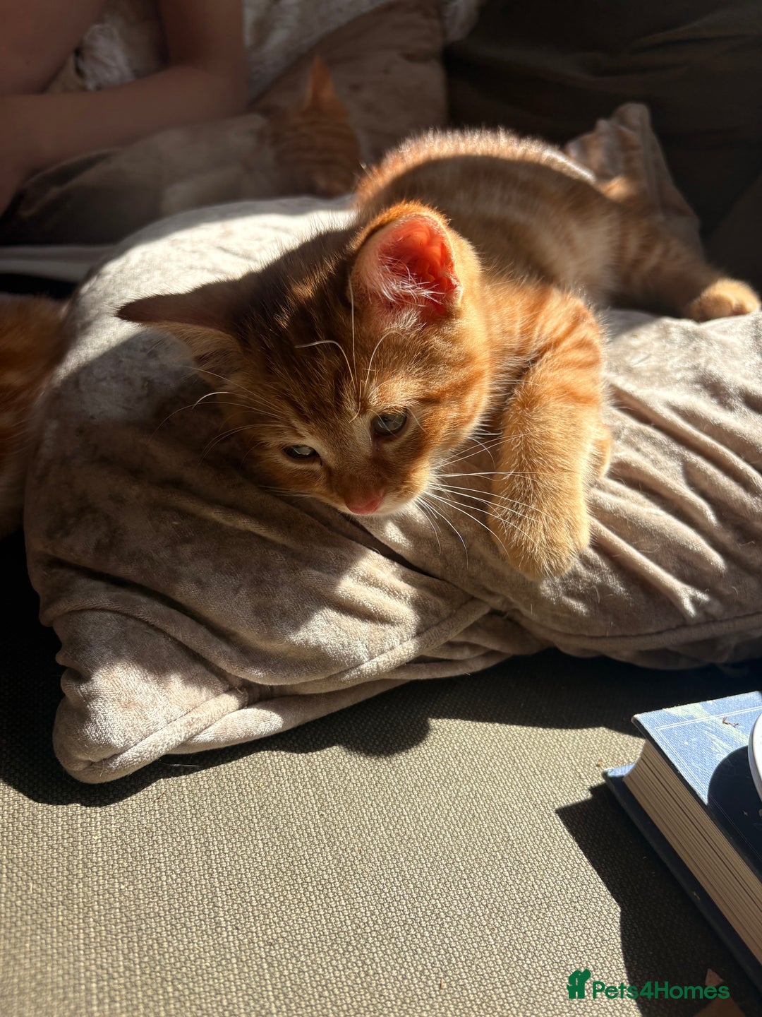 Domestic Shorthair cats for sale: 2 boys left  - Image 4