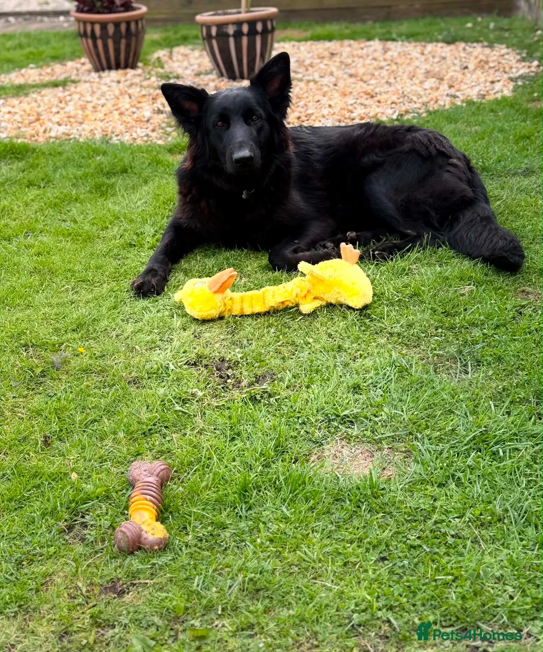 German Shepherd dogs for sale: 14 month old German Shepherd female  - Advert 2