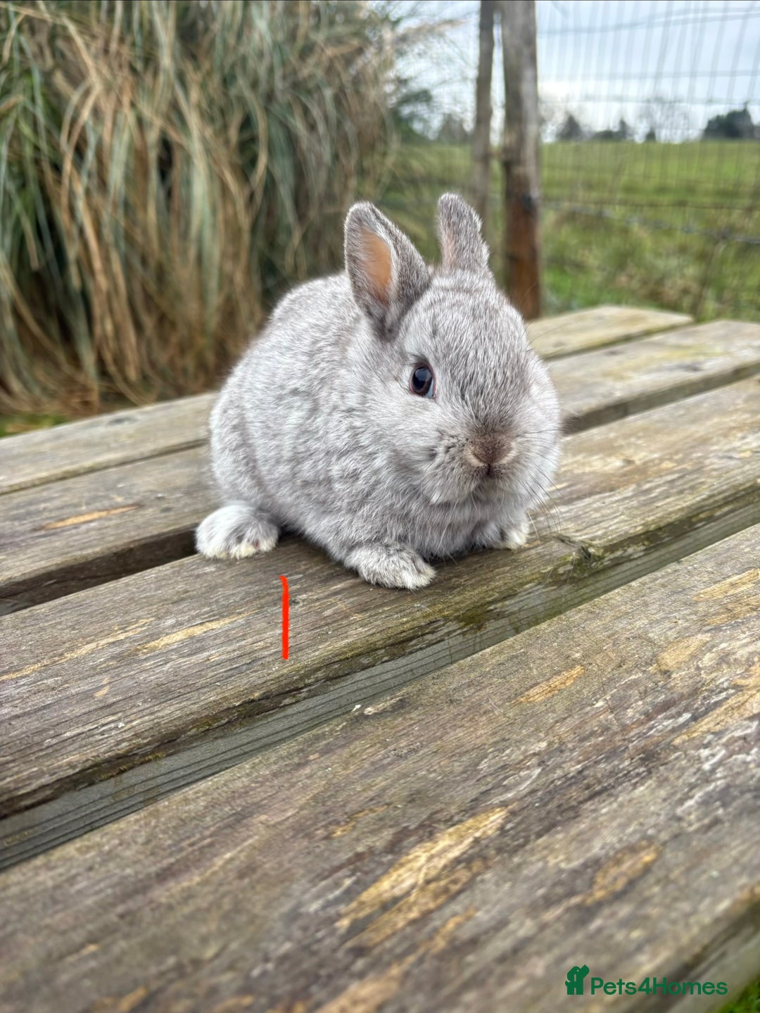 Netherland Dwarf rabbits for sale: Three beautiful Netherland dwarf babies  - Advert 5
