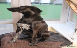 Mixed Breed dogs for adoption: Pretty Pretzel - Image 6